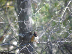 Pipilo maculatus magnirostris