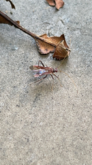 Paraxenetus guttulatus