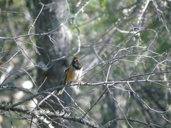Pipilo maculatus magnirostris