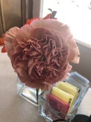 Dianthus caryophyllus