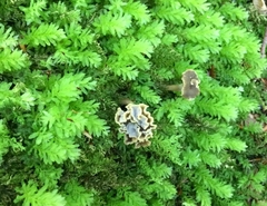 Craterellus undulatus