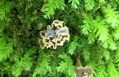 Craterellus undulatus