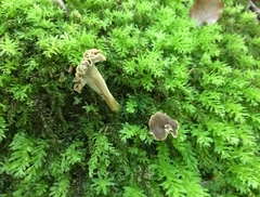 Craterellus undulatus