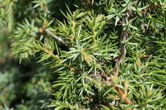 Juniperus communis saxatilis