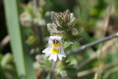 Euphrasia hirtella