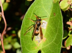 Polistes humilis humilis