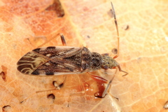 Ligyrocoris diffusus