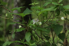 Passiflora podadenia