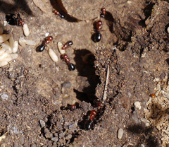 Camponotus ruber