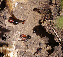 Camponotus ruber