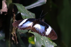 Hypolimnas monteironis major