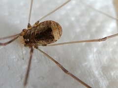 Leiobunum blackwalli