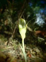 Pterostylis revoluta