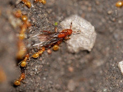 Lasius latipes