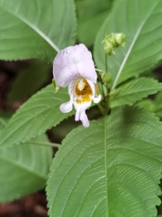 Impatiens edgeworthii