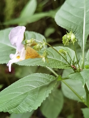 Impatiens edgeworthii