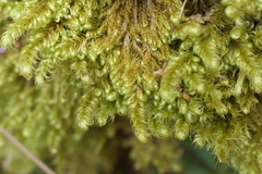 Ctenidium molluscum