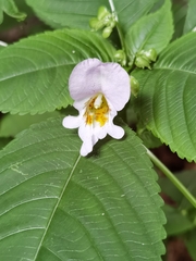 Impatiens edgeworthii