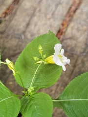 Impatiens edgeworthii