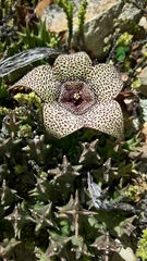 Orbea verrucosa