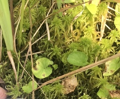 Sphagnum subsecundum