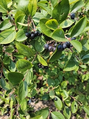 Aronia melanocarpa