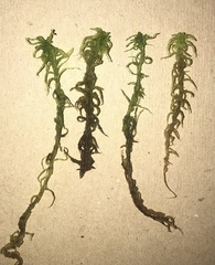 Sphagnum subsecundum