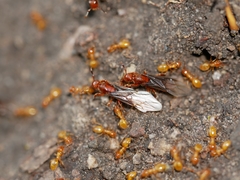 Lasius latipes