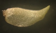 Sphagnum subsecundum