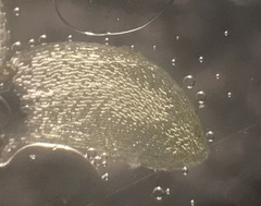 Sphagnum subsecundum