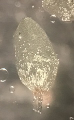 Sphagnum subsecundum