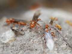 Lasius latipes