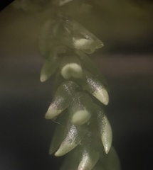 Sphagnum subsecundum