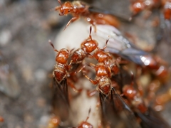 Lasius latipes