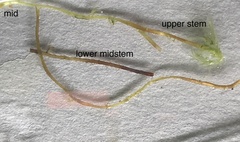 Sphagnum subsecundum