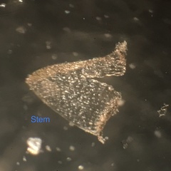 Sphagnum subsecundum