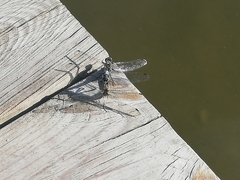 Orthetrum cancellatum