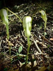 Pterostylis revoluta