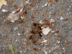 Lasius latipes