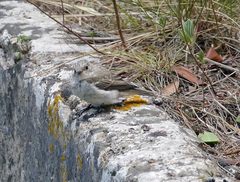 Muscicapa striata balearica