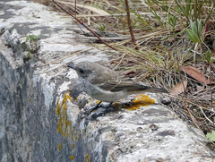 Muscicapa striata balearica