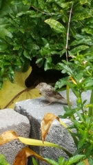 Passer hispaniolensis hispaniolensis