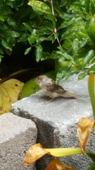 Passer hispaniolensis hispaniolensis