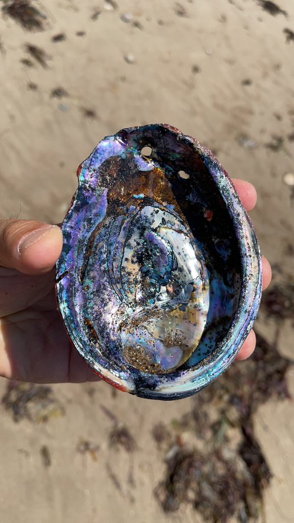 Red Abalone
