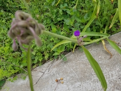 Tradescantia gigantea