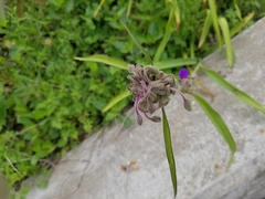 Tradescantia gigantea