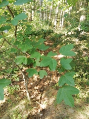 Acer monspessulanum