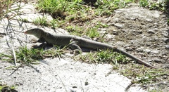 Pholidoscelis griswoldi
