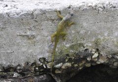 Anolis extremus