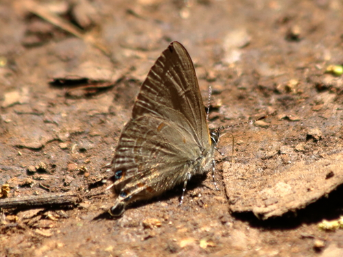 Anthene jeanneli · iNaturalist Mexico